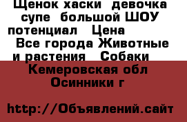 Щенок хаски, девочка супе, большой ШОУ потенциал › Цена ­ 50 000 - Все города Животные и растения » Собаки   . Кемеровская обл.,Осинники г.